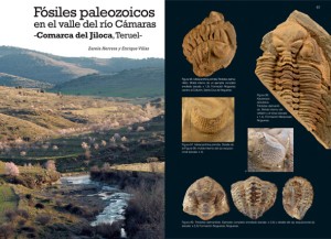 Fósiles paleozoicos